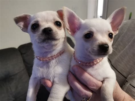 White Female Chihuahua Puppies For Sale In St Mellons Cardiff Gumtree