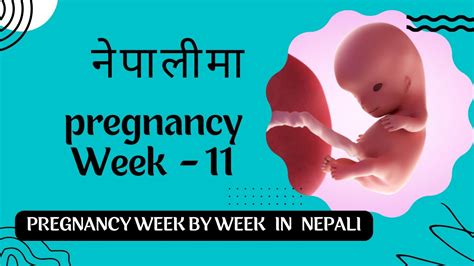 11 Week Pregnancy in Nepali गरभवसथक ११ हपत 11th week