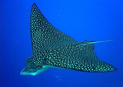 62 Best Images About Rays Sting Ray Manta River Eagle Whiptail
