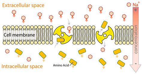 Active Transport Wikipedia