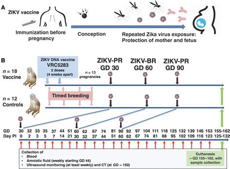 Dna Vaccination Before Conception Protects Zika Virusexposed Pregnant