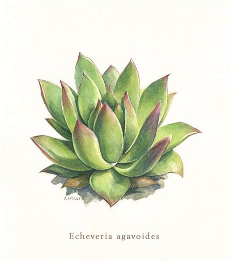 Watercolor Botanical Illustration Echeveria Agavoides Succulents