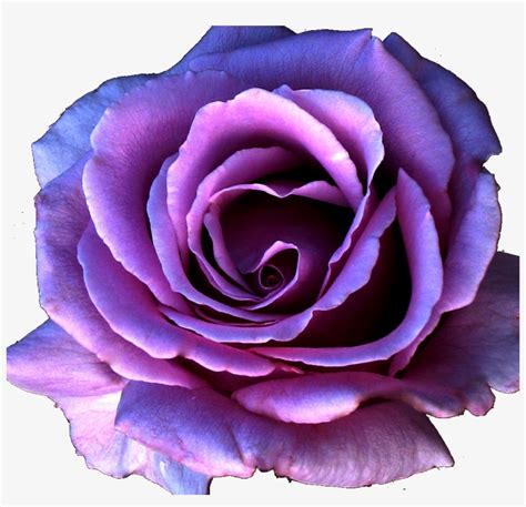 Free Icons Png Purple Rose Png Png Image Transparent Png Free