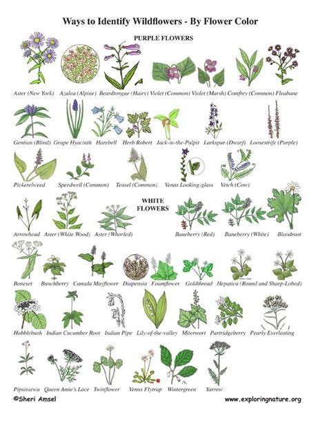 Wildflower Identification By Color Wildflower Id Book For Kids
