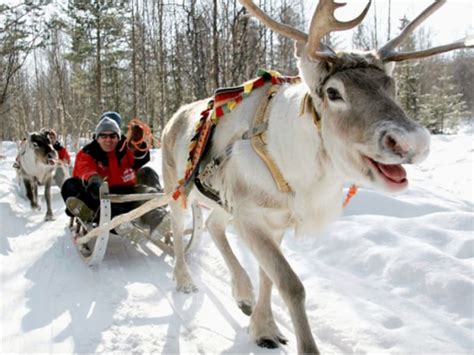 Lapland Reindeer Sleigh Ride From Ylläs Tours Activities Fun Things