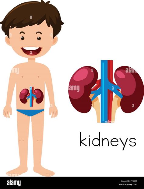 A Human Anatomy of Kidneys illustration Stock Vector Image & Art - Alamy