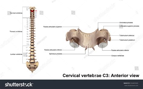 Cervical Vertebrae C3 Anterior View 3d Ilustrações Stock 554481820