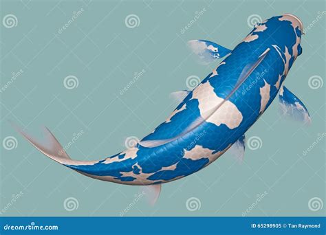 Light Blue Koi Fish Stock Illustration Illustration Of Garden 65298905