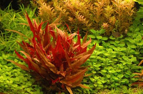 11 Red Aquarium Plants That Can Add Color To Your Tank Aquarium Genius