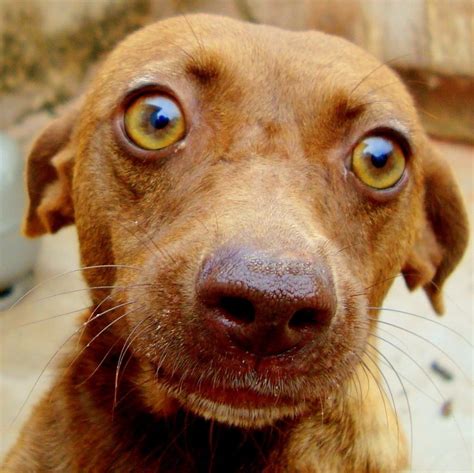 What Your Dog Is Trying To Tell You When It Stares At You Animal