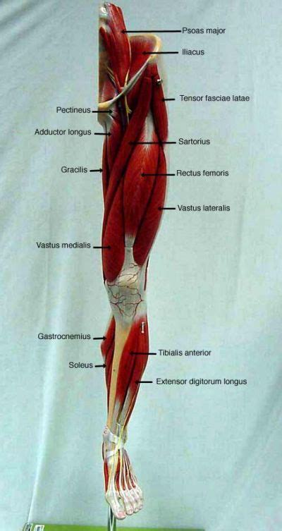 Tendinitis is inflammation or irritation of a tendon — the thick fibrous cords that attach muscle to bone. labeled muscles of lower leg - Yahoo Search Results (с изображениями) | Анатомия ноги, Анатомия йоги