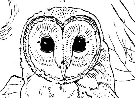 Coloring Pages Of Owl Babies Coloring Home