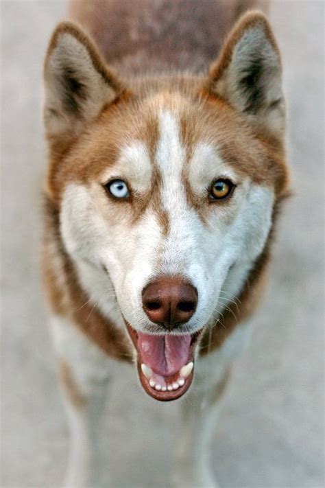 Heterochromia Siberian Husky Red Husky Cute Animals