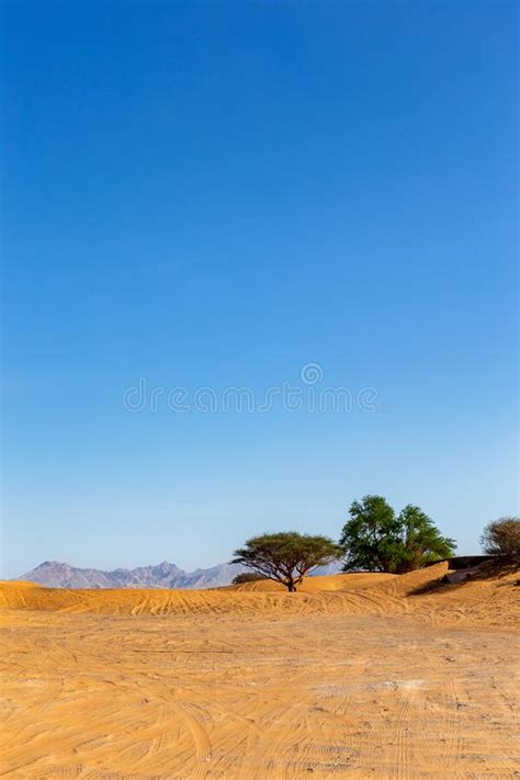 United Arab Emirates Desert Landscape With Wild Ghaf Trees Tire Tracks