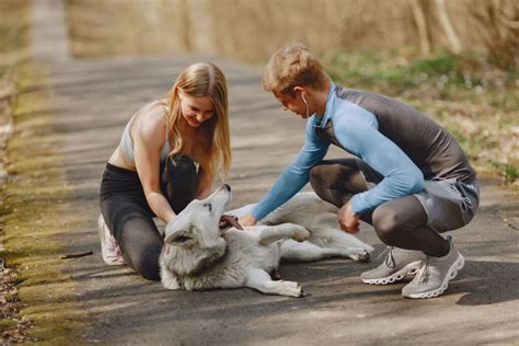 Puppy Obedience Training Tips How Dogs Are Trained