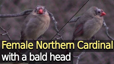 Bald Female Northern Cardinal Youtube
