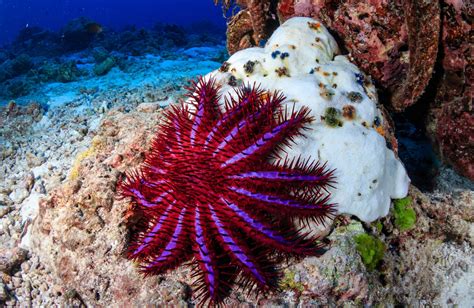 Crown Of Thorns Starfish Stay Up All Night To Overindulge