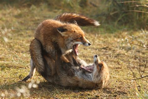 19 Fox Trotting And Fox Fighting Roeselien Raimond Nature Photography