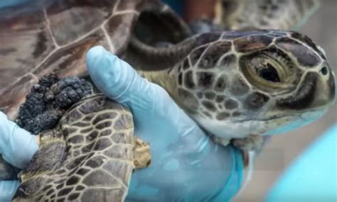 Turtle Herpes Outbreak May Be Due To Pollution Mares Scuba Diving Blog