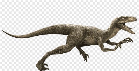 Ilustração De Raptor Velociraptor Jurassic Park Owen Indominus Rex Deinonychus Mundo Jurássico