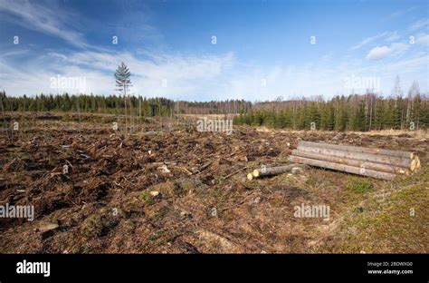 Taiga Forest Clear Cutting Area With Soil Mounding Done For