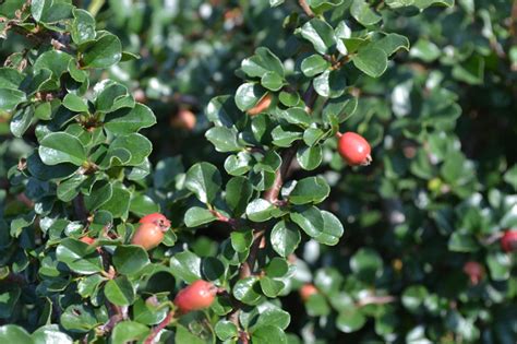 Cranberry Cotoneaster Is A Deciduous Shrub With Bright Red Berries