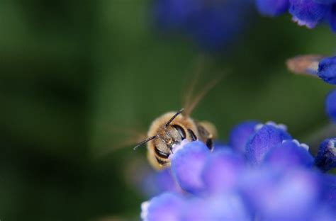 Busy Bee Loves Lavender Flickr Photo Sharing