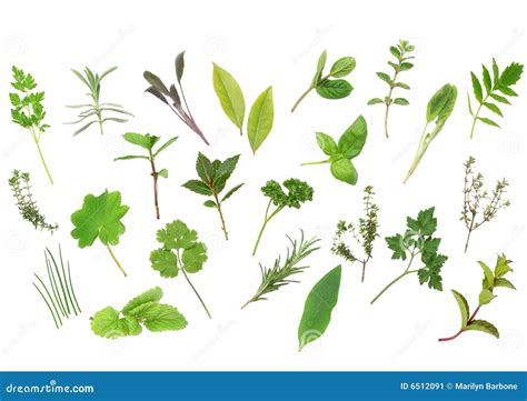 Herb Leaf Selection Stock Image Image Of Basil Collection 6512091