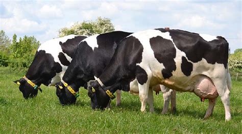 Holstein Friesian Cow At Rs 40000 Piece In Mahesana Chaudhary
