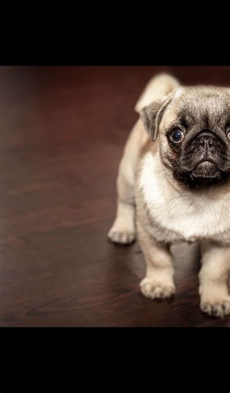 Baby Pug Puppy Wallpaper Hd Wallpapers Of Baby Pug Puppy