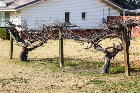 Building A Simple Grape Arbor Weed Em And Reap