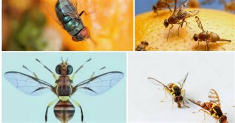 2 Cara Tepat Dalam Membasmi Lalat Buah Pada Tanaman