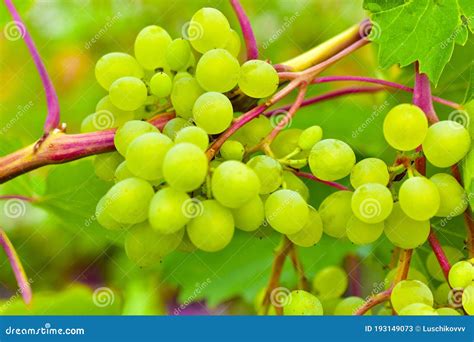Small Clusters Of Green Grapes On The Branches Of A Grape Tree Stock
