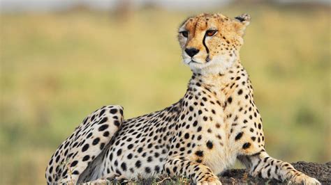 All About The Cheetah Wanyama Safaris