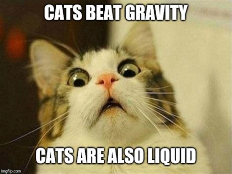 Gravityexe Has Stopped Working With Cat Gravity Are Cursed Imgflip