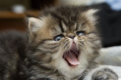 Tabby Cat 5 Tips For Taking Care Of Kittens Kittentoob