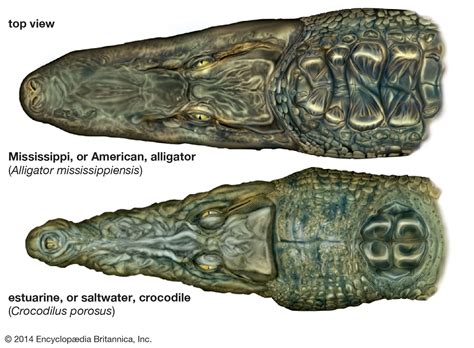 Saltwater Crocodile Size Diet Population And Facts Britannica