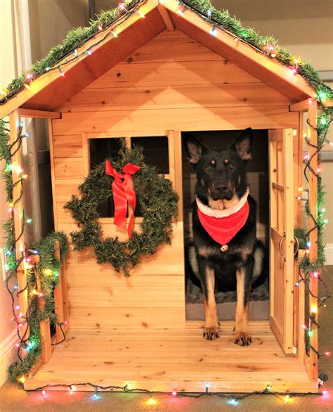 Holiday Pictures In Our Christmas Dog House Living Pawsitively