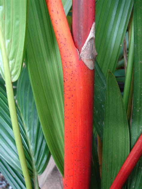 Polynesian Produce Stand ~red Sealing Wax Palm Tree~ Cyrtostachys Renda 5 6 Ft 3gal Potted