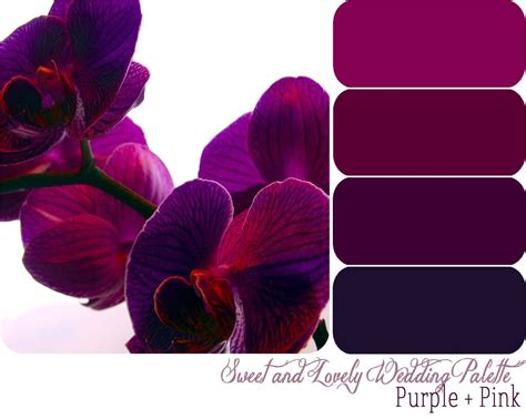 Purples Grape Burgundy Raisin Magenta Color Palette Pink Purple