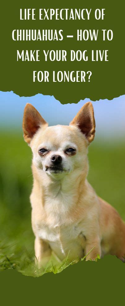 Life Expectancy Of Chihuahuas How To Make Your Dog Live For Longer