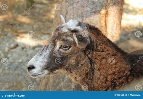 Mouflon Female Stock Photo Image Of Environment Outdoor 90053648