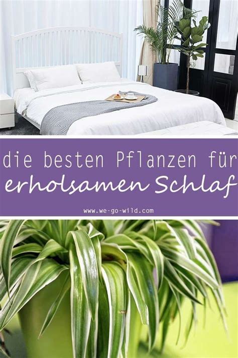 Schlafzimmer pflanzen sind auf eine kontinuierliche sauerstoffzufuhr angewiesen. Pflanzen im Schlafzimmer, die beim Einschlafen helfen ...