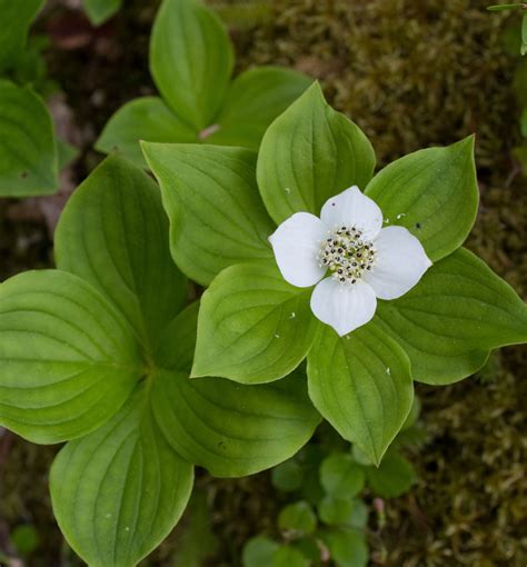 Bunchberry - A native perennial with whorls of deep green leaves ...