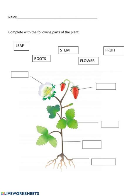 Parts Of The Plant 1 Grade Interactive Worksheet Plants Worksheets
