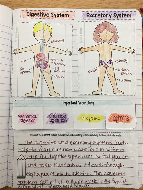 Body System Activities