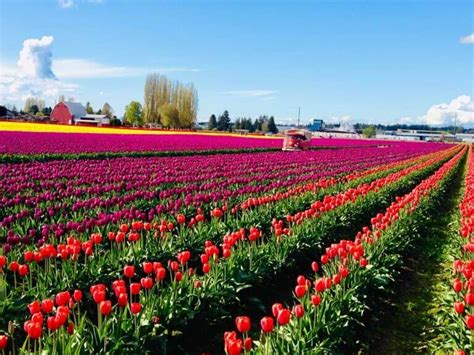 5 Best Things To Do At The Skagit Valley Tulip Festival In Washington