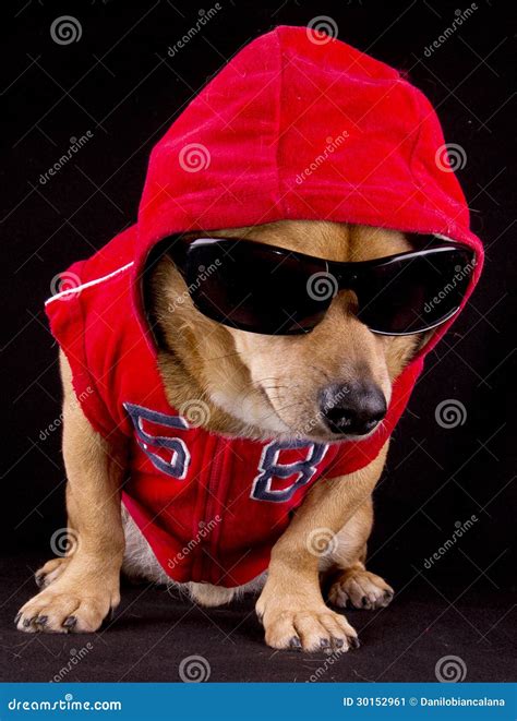 Dog And Fur Stock Image Image Of Cute Independent Spotted 30152961