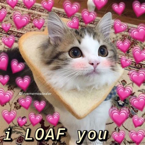 Uwu Wholesome Cat Heart Meme May Not Be A Guy But Djsjsksnsn Cute