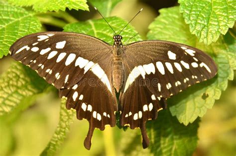Mariposa Occidental De Swallowtail Del Emperador Imagen De Archivo